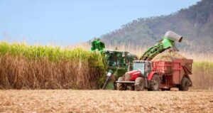 cane harvestor